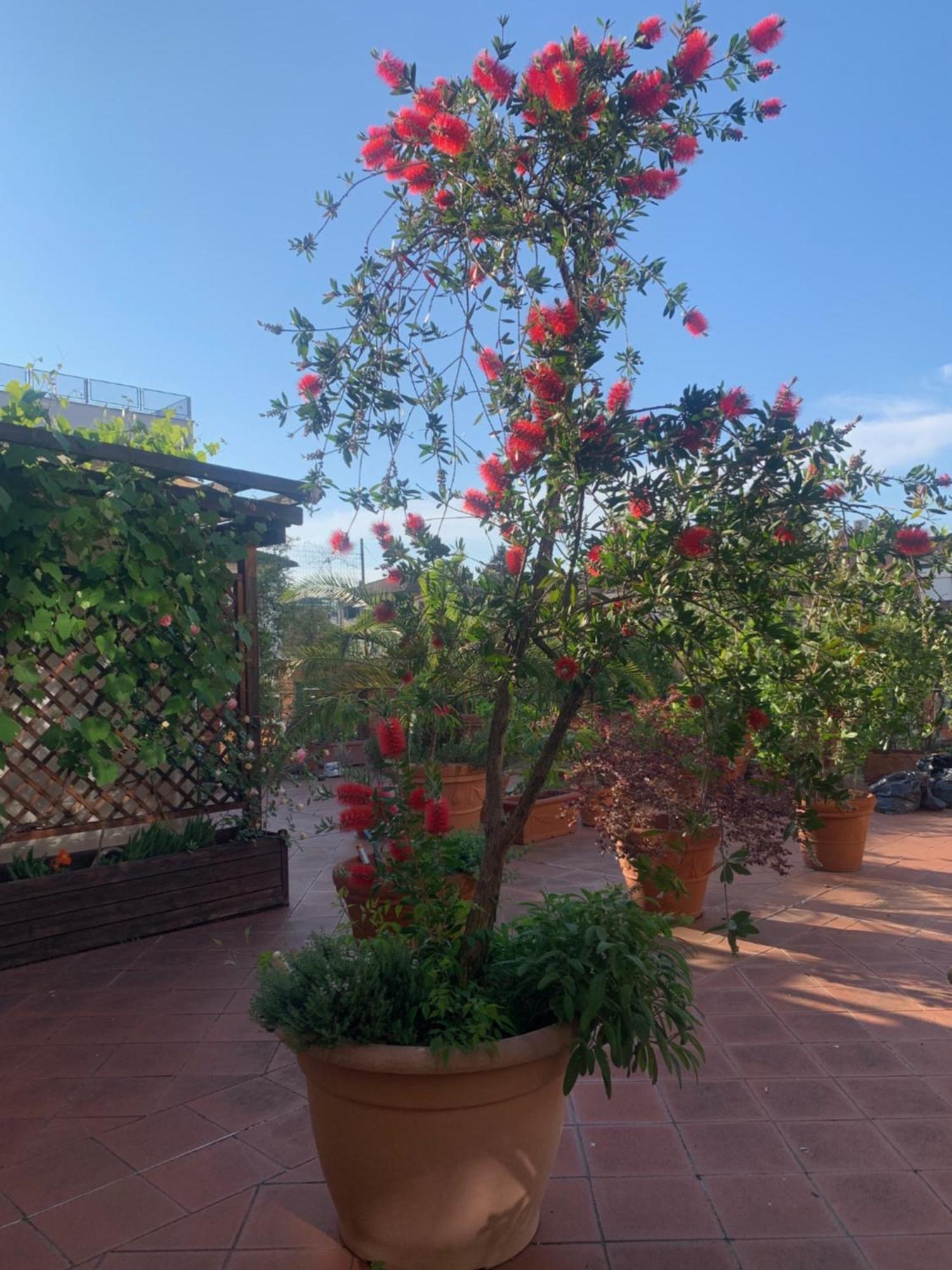 Апартаменты La Terrazza Da Ernestina Лукка Экстерьер фото